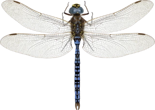 : Aeshna caerulea.