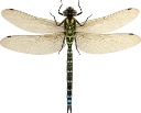 : Aeshna cyanea.
