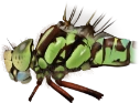 : Aeshna cyanea.