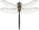 : Aeshna mixta.