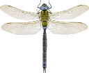 : Aeshna viridis.