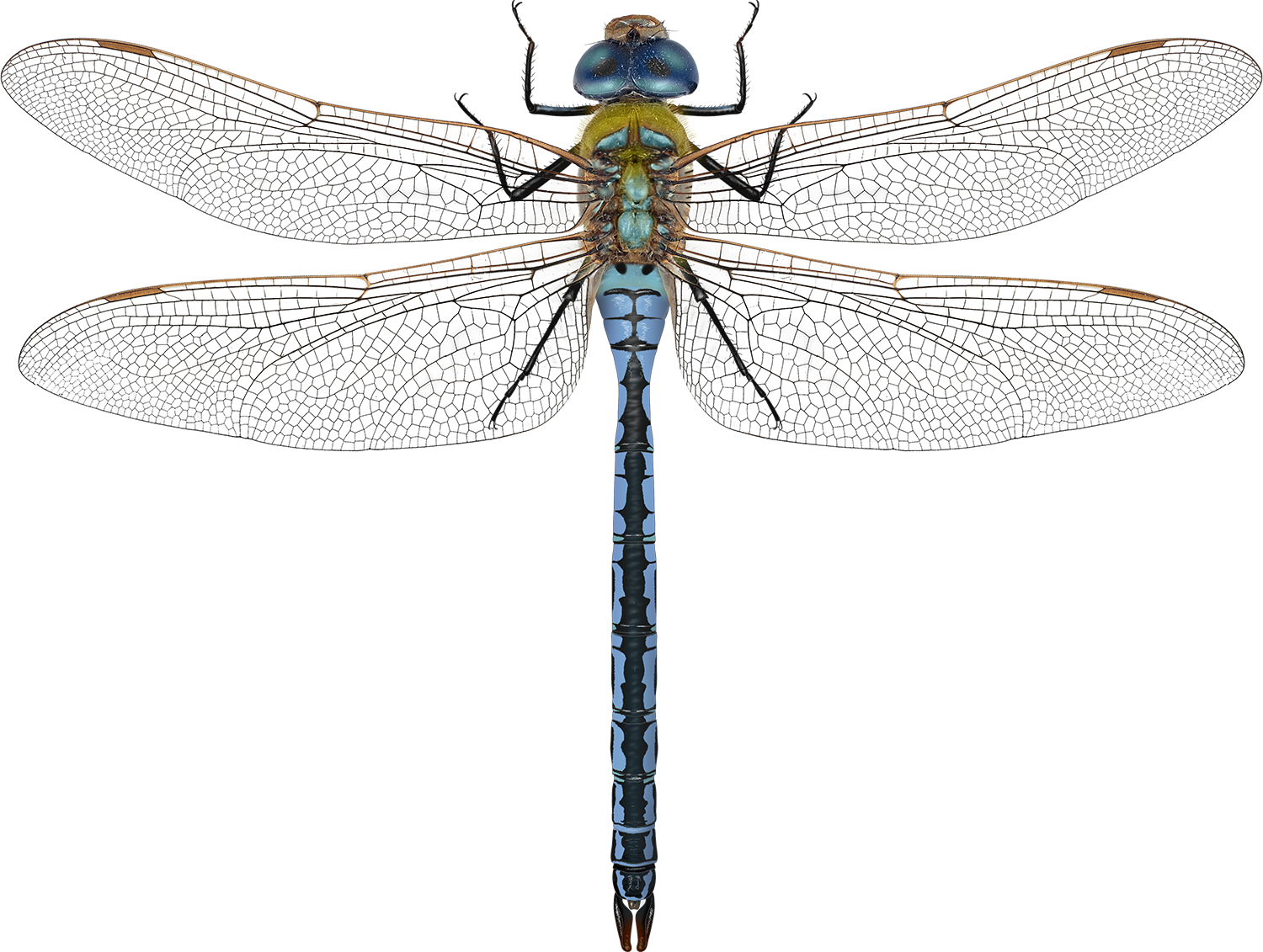 : Anax imperator.