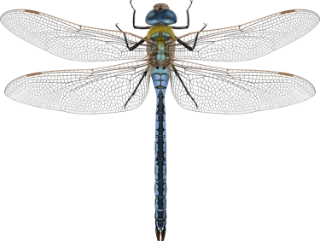 : Anax imperator.