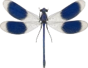 : Calopteryx splendens.
