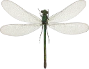 : Calopteryx splendens.