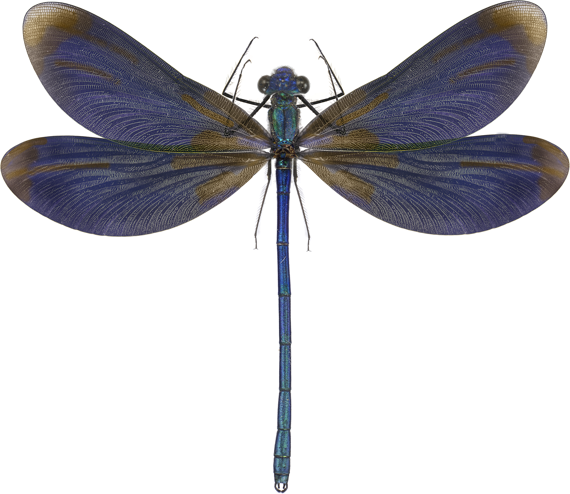 : Calopteryx virgo.