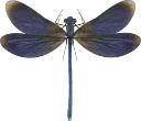 : Calopteryx virgo.