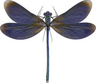 : Calopteryx virgo.