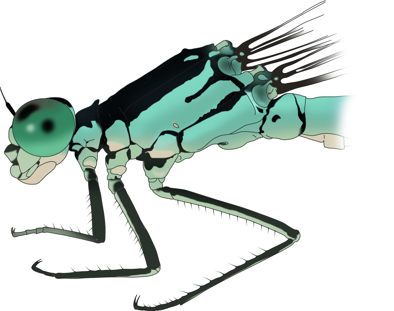 : Coenagrion armatum.