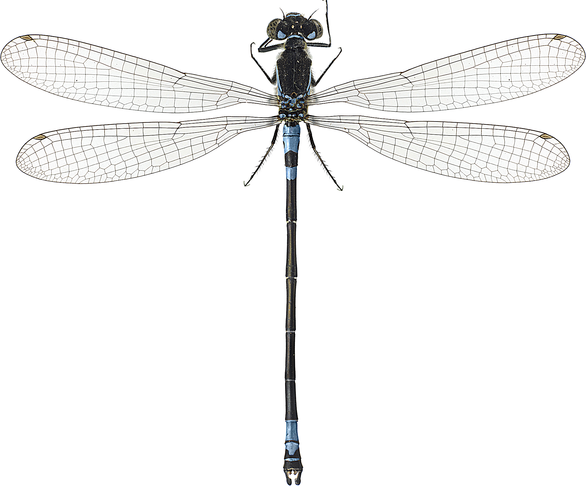 : Coenagrion armatum.