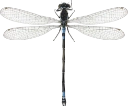 : Coenagrion armatum.