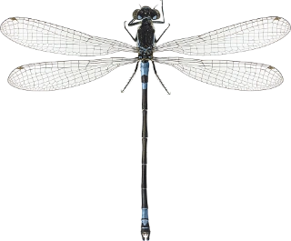 : Coenagrion armatum.