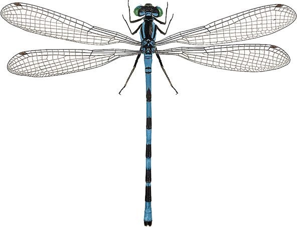 : Coenagrion hastulatum.