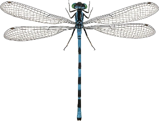 : Coenagrion hastulatum.