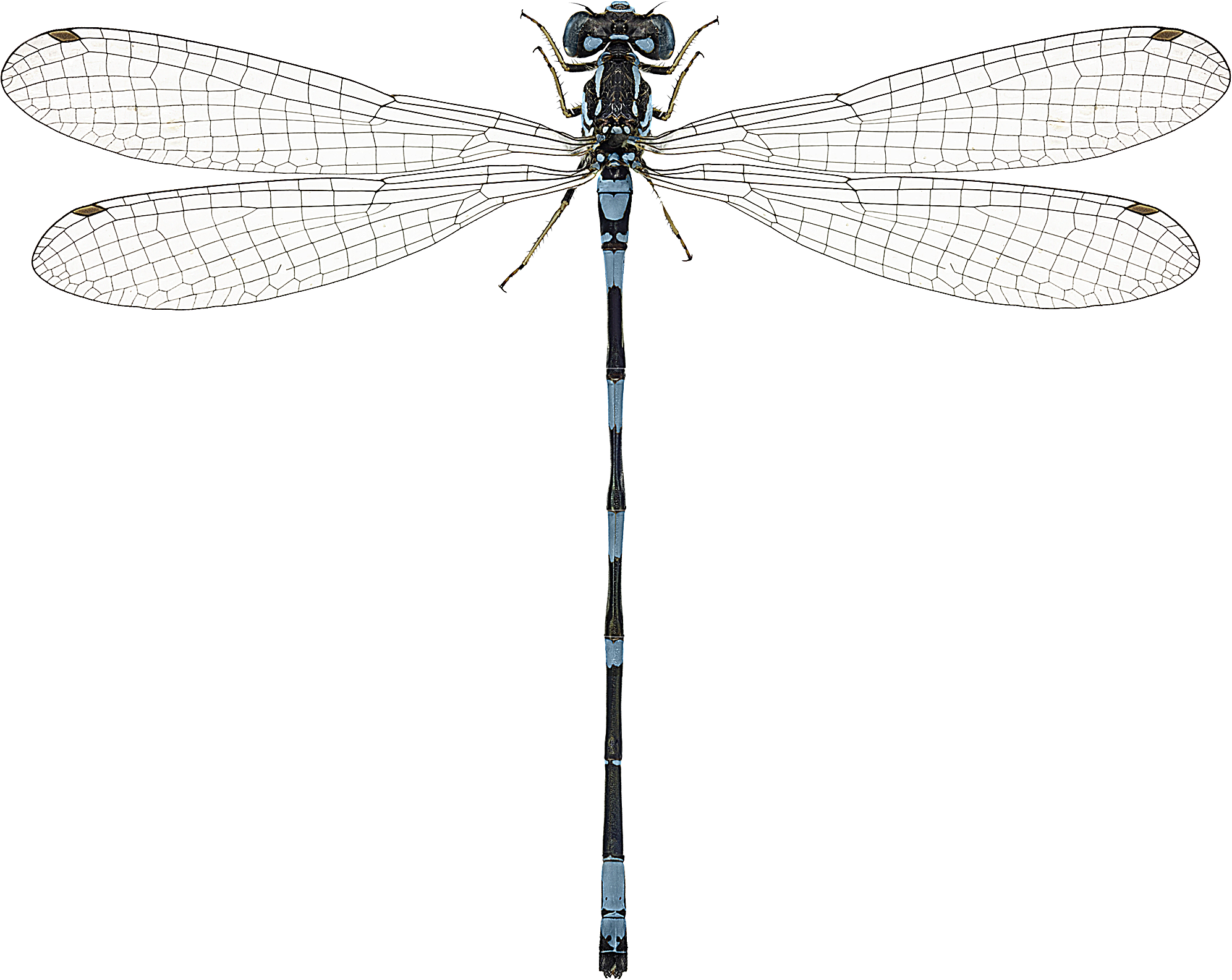 : Coenagrion johanssoni.