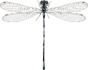 : Coenagrion johanssoni.