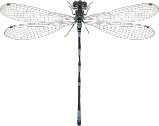 : Coenagrion johanssoni.