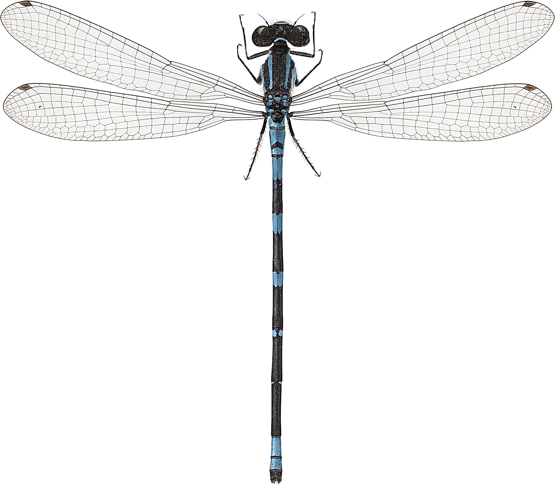 : Coenagrion lunulatum.