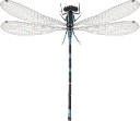: Coenagrion lunulatum.