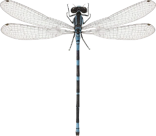 : Coenagrion lunulatum.