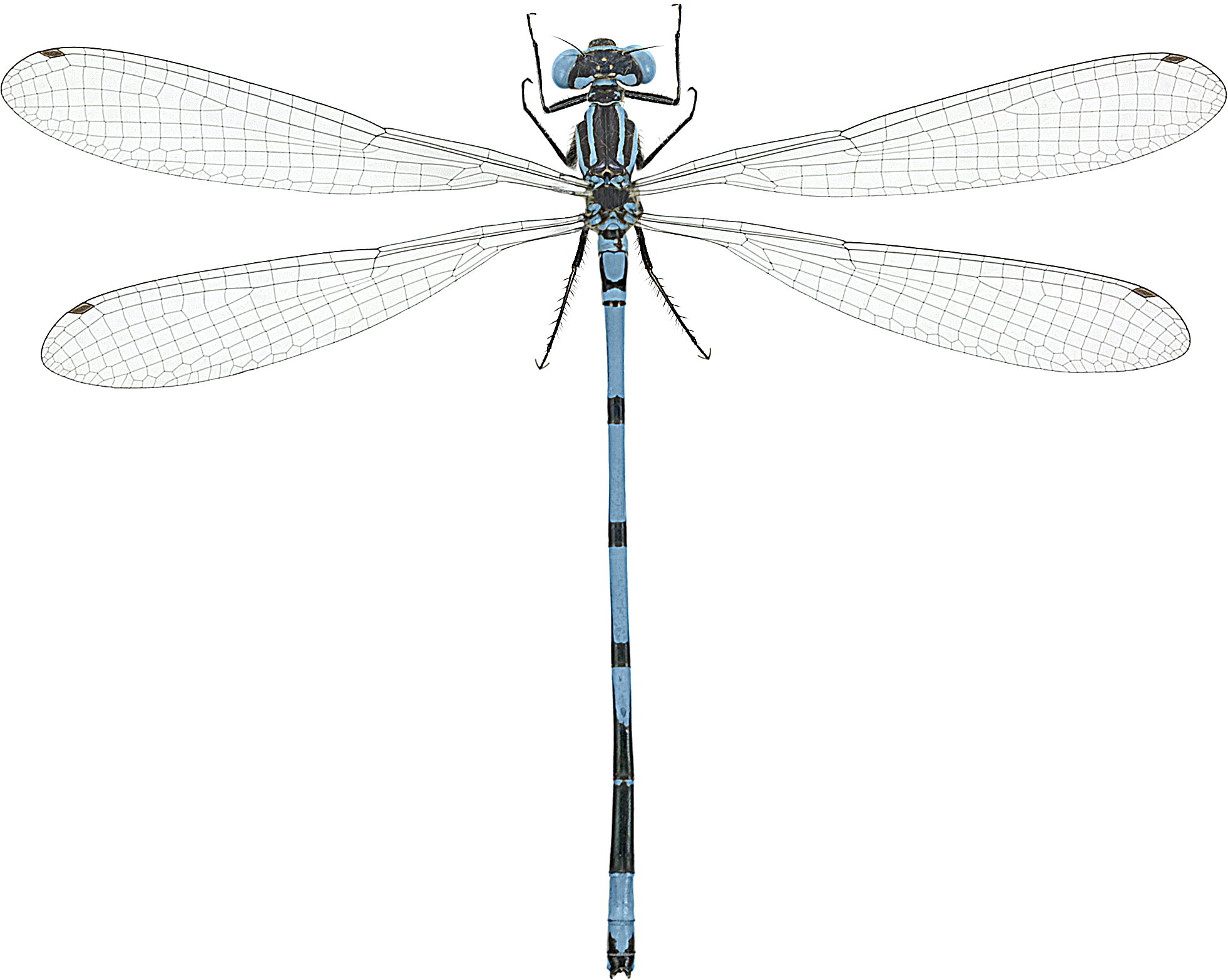 : Coenagrion puella.