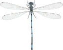 : Coenagrion puella.