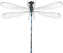 : Coenagrion pulchellum.