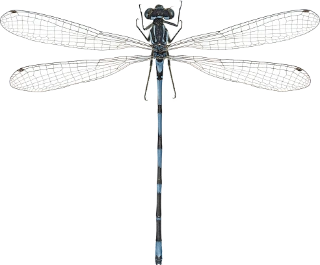 : Coenagrion pulchellum.