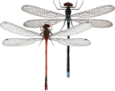 : Coenagrionidae.