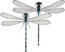 : Coenagrionidae.