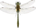 : Cordulia aenea.