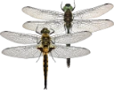 : Corduliidae.