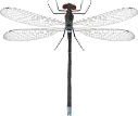 : Erythromma najas.