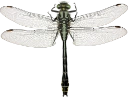 : Gomphus vulgatissimus.
