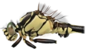 : Gomphus vulgatissimus.