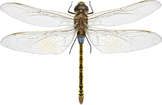 : Hemianax ephippiger.