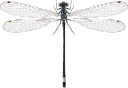 : Ischnura elegans.