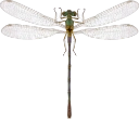 : Lestes sponsa.