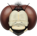 : Leucorrhinia albifrons.