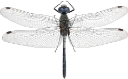 : Leucorrhinia albifrons.