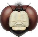 : Leucorrhinia caudalis.