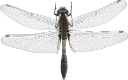 : Leucorrhinia caudalis.