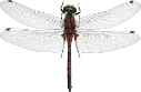 : Leucorrhinia.