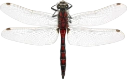: Leucorrhinia rubicunda.