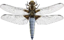 : Libellula depressa.
