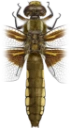 : Libellula depressa.