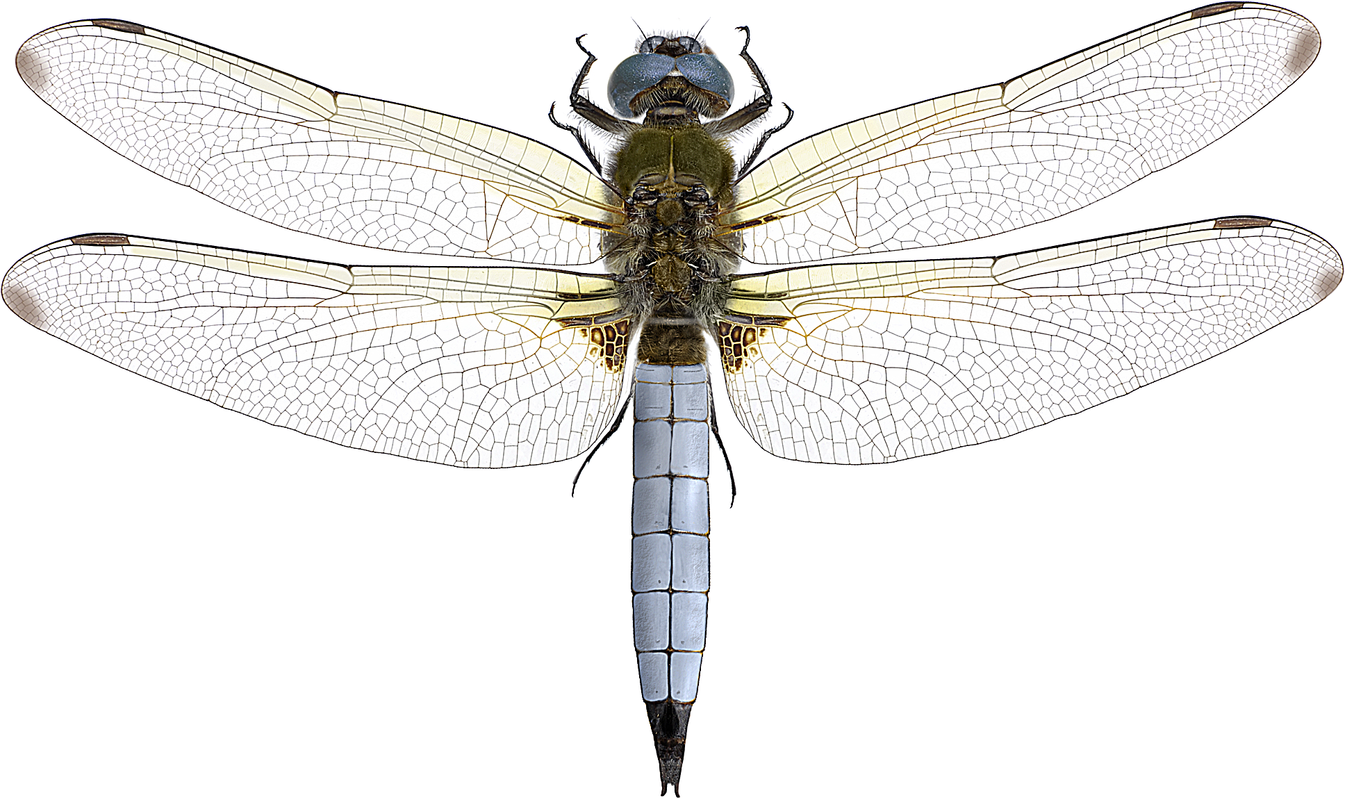 : Libellula fulva.