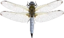 : Libellula fulva.