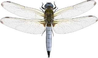 : Libellula fulva.