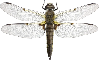 : Libellula quadrimaculata.